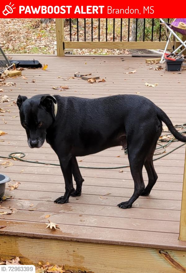 Lost Male Dog last seen Riverbend Rd, Brandon, MS 39047