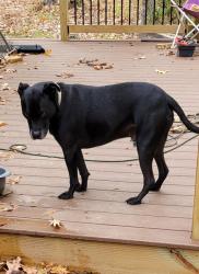 Lost Male Dog last seen Riverbend Rd, Brandon, MS 39047