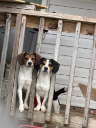 Lost Male Dog last seen University Station Road nc 27705, Durham, NC 27705