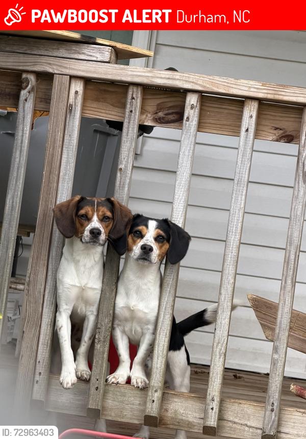 Lost Male Dog last seen University Station Road nc 27705, Durham, NC 27705