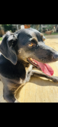 Lost Female Dog last seen Avenida Quarto Centenário, Jardim Luzitania, SP 04030-000