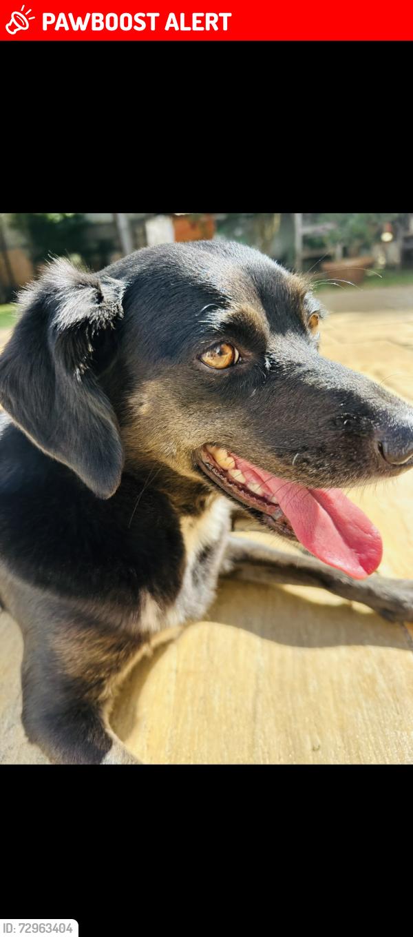 Lost Female Dog last seen Avenida Quarto Centenário, Jardim Luzitania, SP 04030-000