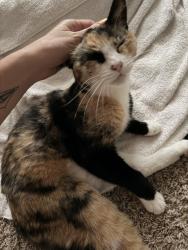 Lost Female Cat last seen Evergreen , Little Rock, AR 72205