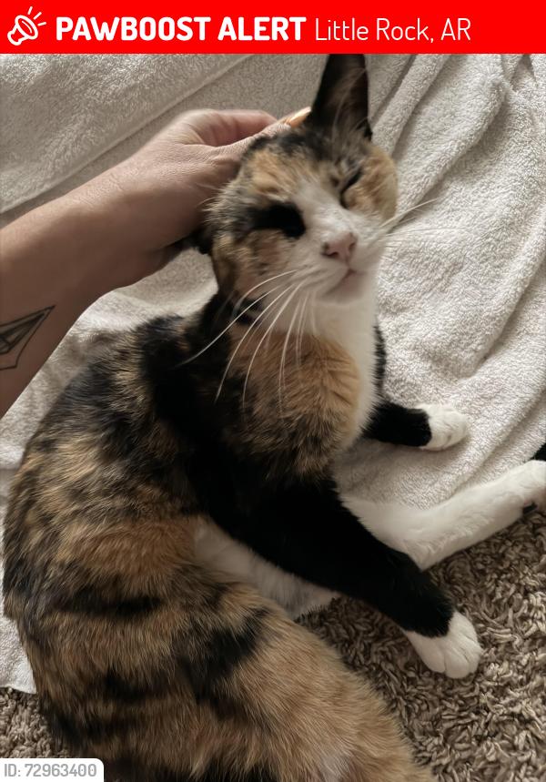 Lost Female Cat last seen Evergreen , Little Rock, AR 72205