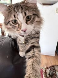 Lost Male Cat last seen North side Baptist church , Northglenn, CO 80233