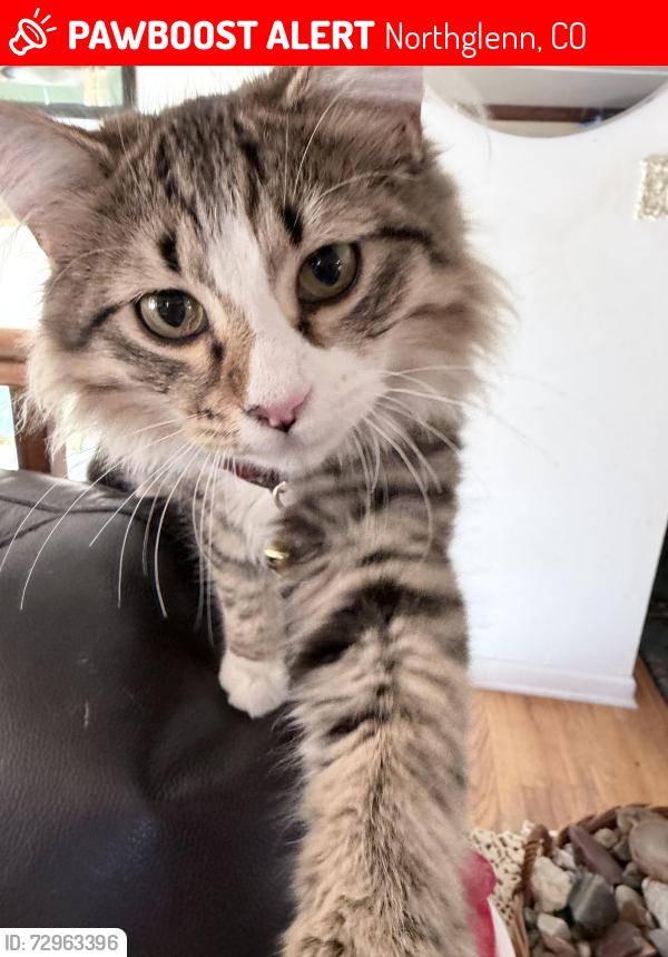 Lost Male Cat last seen North side Baptist church , Northglenn, CO 80233