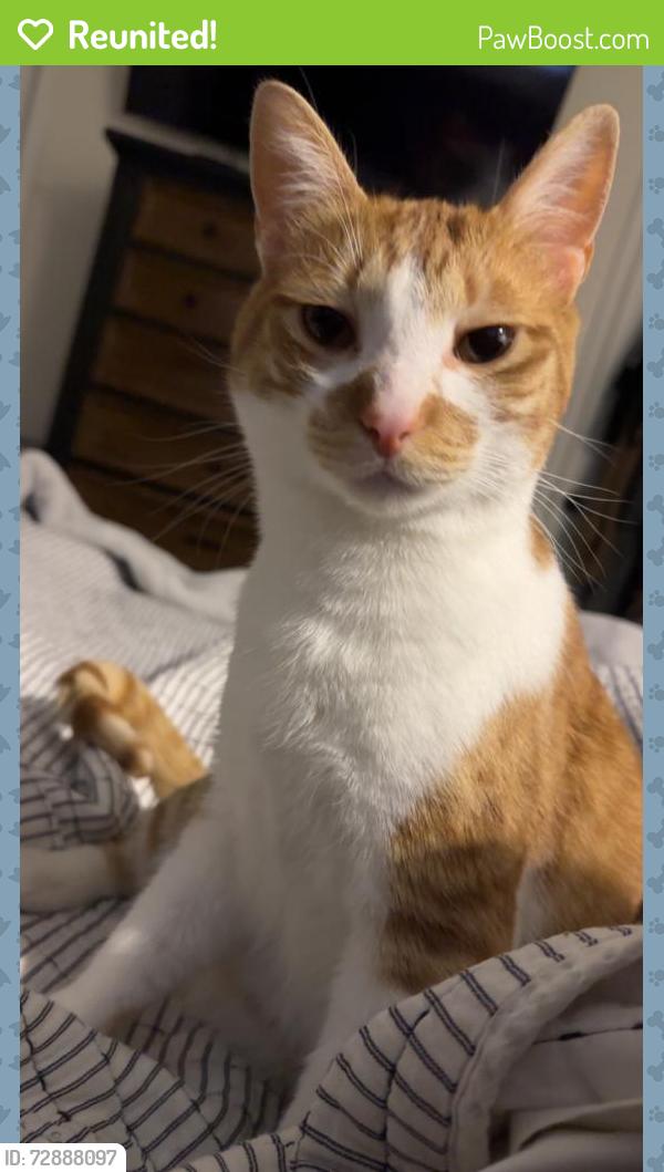 Reunited Male Cat last seen Christopher, Whitehouse, TX 75791