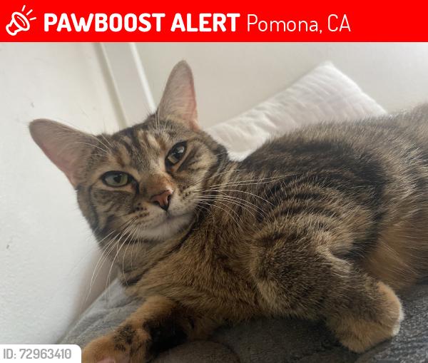 Lost Female Cat last seen Villa Ezparanza, Pomona, CA 91766