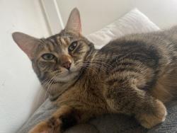 Lost Female Cat last seen Villa Ezparanza, Pomona, CA 91766