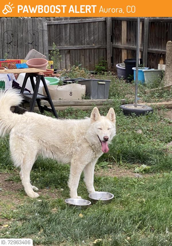 Found/Stray Male Dog last seen Waco crt Aurora CO 80017, Aurora, CO 80013