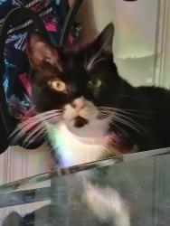 Lost Male Cat last seen Near Catalpa Avenue. Knoxville TN, Knoxville, TN 37914