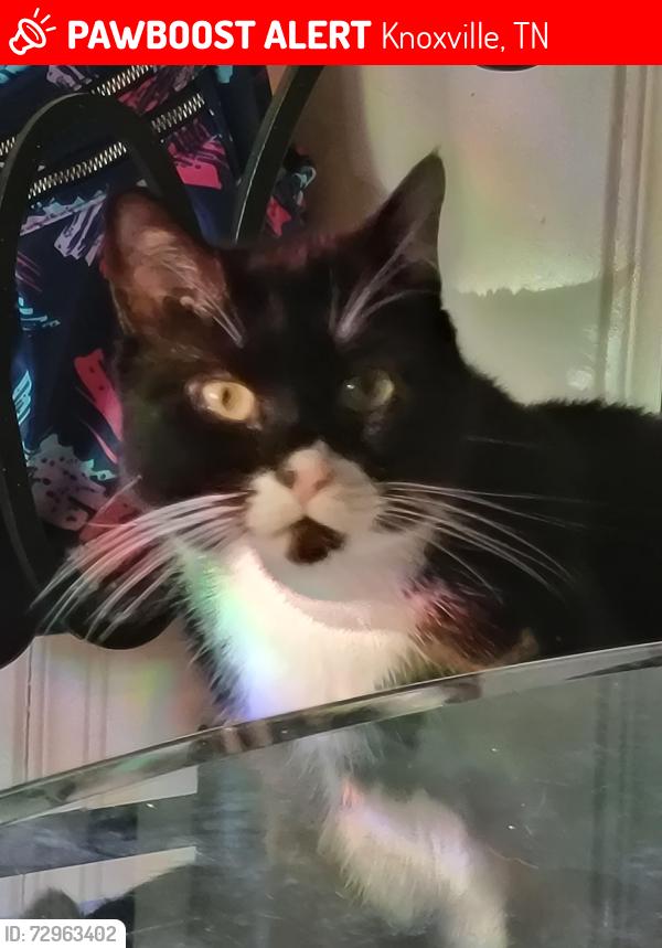Lost Male Cat last seen Near Catalpa Avenue. Knoxville TN, Knoxville, TN 37914