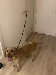 Reunited Male Dog last seen Southwark Park, Greater London, England SE16