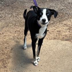 Shelter Stray Male Dog last seen , Memphis, TN 38133