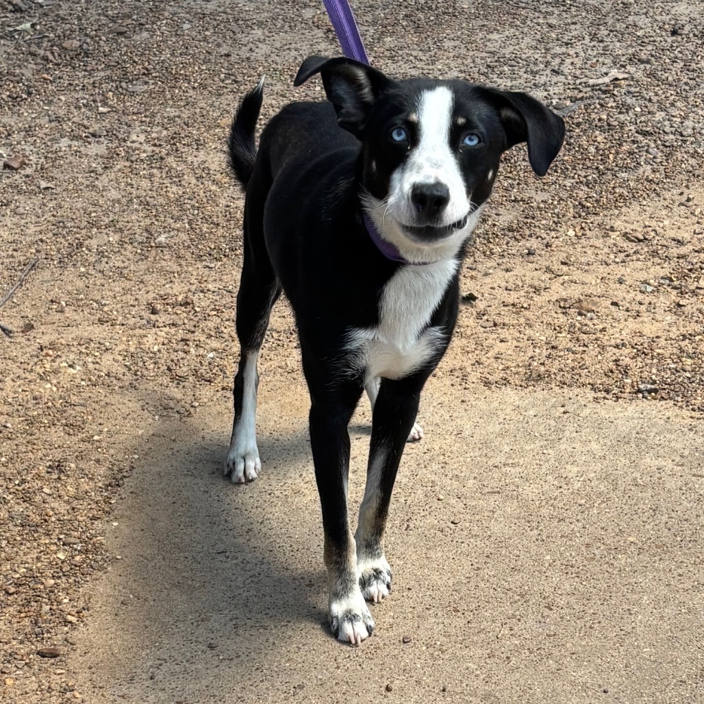 Shelter Stray Male Dog last seen , Memphis, TN 38133