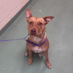 Shelter Stray Female Dog last seen , Memphis, TN 38133