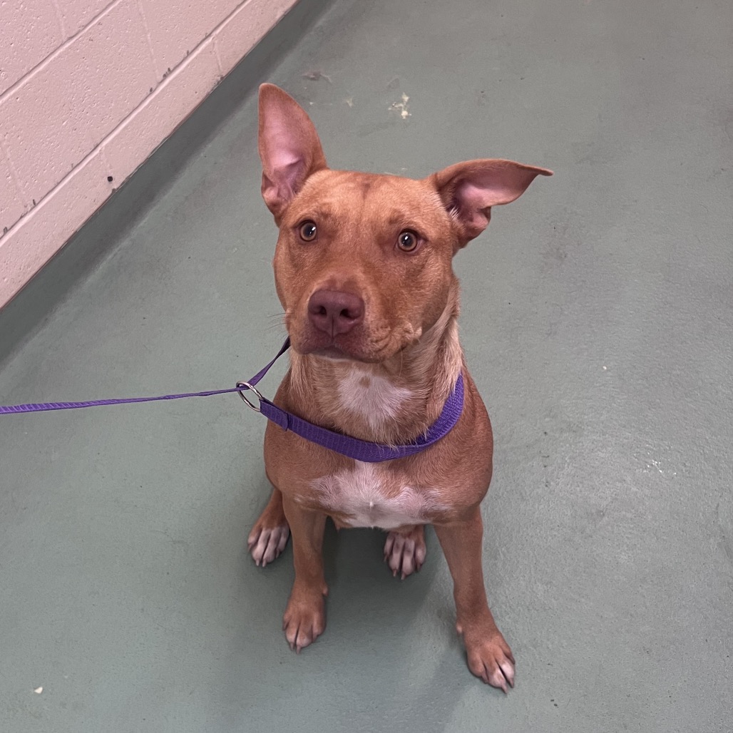 Shelter Stray Female Dog last seen , Memphis, TN 38133