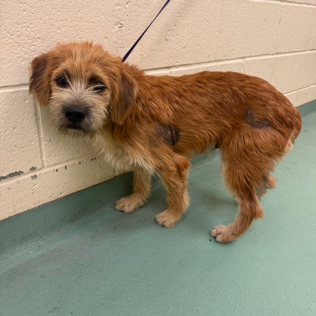 Shelter Stray Female Dog last seen , Memphis, TN 38133