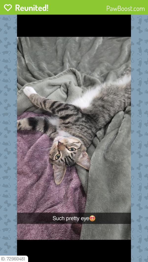Reunited Male Cat last seen S Hallie Dr & Waxing St 99623, Knik-Fairview, AK 99654
