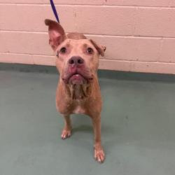 Shelter Stray Female Dog last seen , Memphis, TN 38133