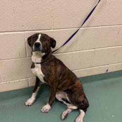 Shelter Stray Female Dog last seen , Memphis, TN 38133