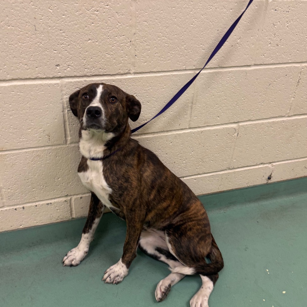 Shelter Stray Female Dog last seen , Memphis, TN 38133