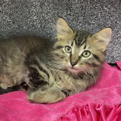 Shelter Stray Male Cat last seen , Dickinson, TX 77539