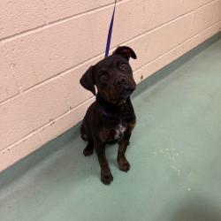 Shelter Stray Female Dog last seen , Memphis, TN 38133