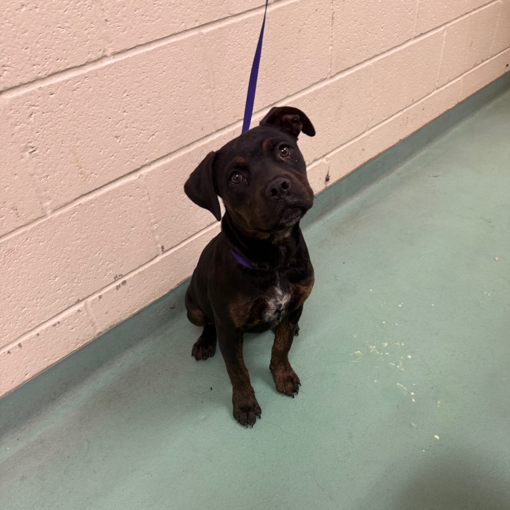 Shelter Stray Female Dog last seen , Memphis, TN 38133