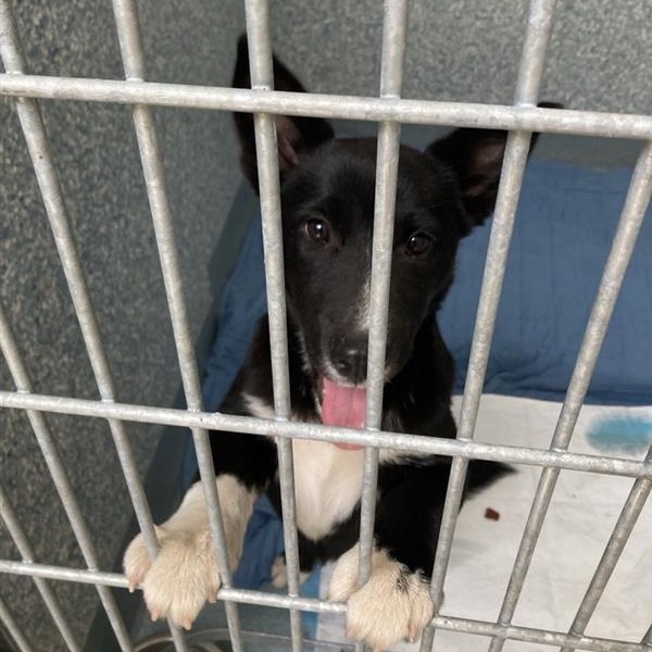 Shelter Stray Female Dog last seen , Hawthorne, CA 90250
