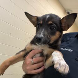 Shelter Stray Female Dog last seen , Memphis, TN 38133
