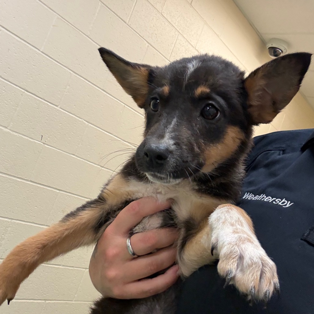 Shelter Stray Female Dog last seen , Memphis, TN 38133
