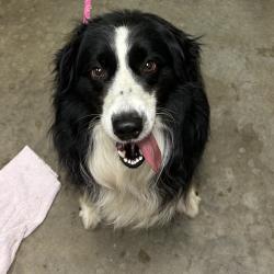 Shelter Stray Male Dog last seen , Ottawa, KS 66067