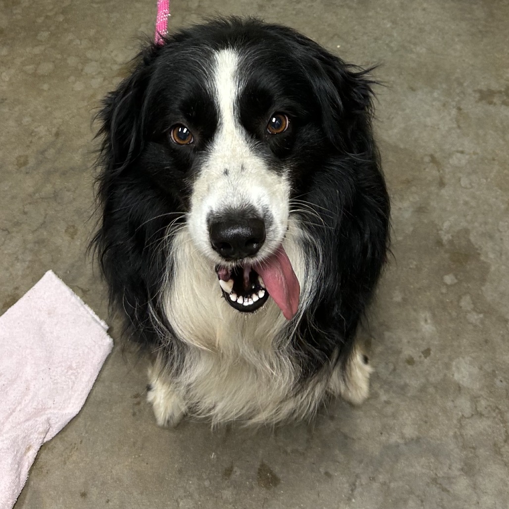 Shelter Stray Male Dog last seen , Ottawa, KS 66067