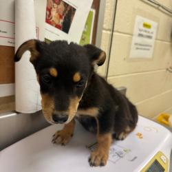 Shelter Stray Male Dog last seen , Memphis, TN 38133