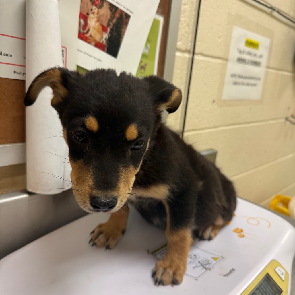 Shelter Stray Male Dog last seen , Memphis, TN 38133