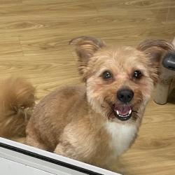 Shelter Stray Male Dog last seen , Philadelphia, PA 19140