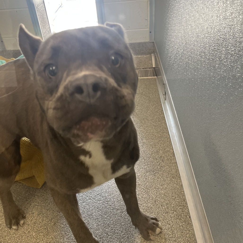 Shelter Stray Male Dog last seen , Matteson, IL 60443