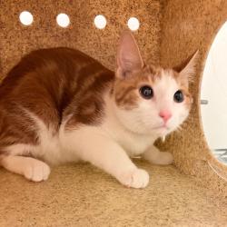 Shelter Stray Unknown Cat last seen , Philadelphia, PA 19140