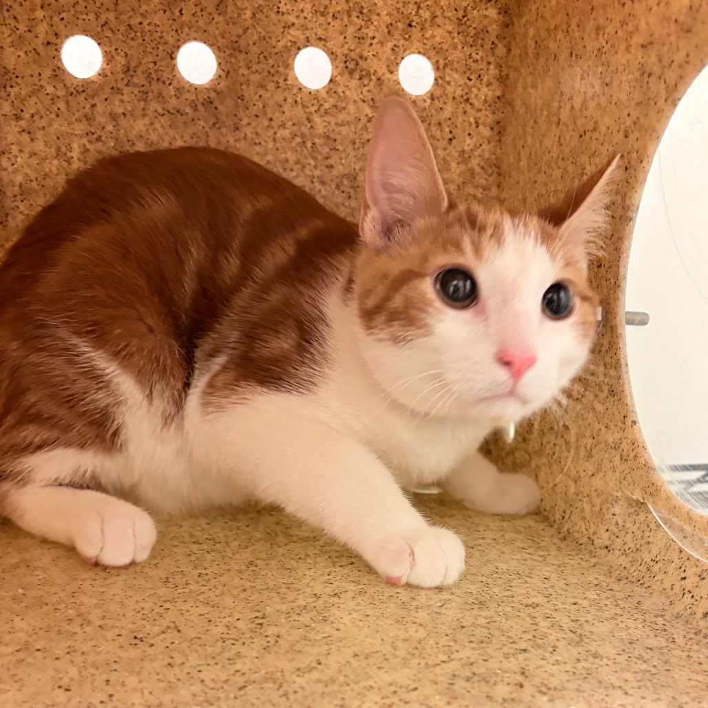 Shelter Stray Unknown Cat last seen , Philadelphia, PA 19140