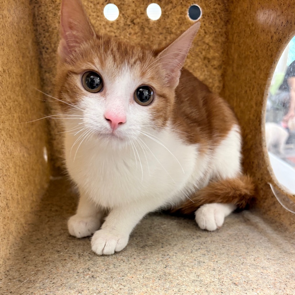 Shelter Stray Unknown Cat last seen , Philadelphia, PA 19140