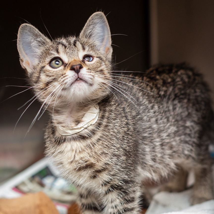 Shelter Stray Female Cat last seen , Hattiesburg, MS 39401
