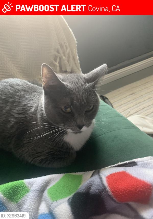 Lost Female Cat last seen Near north midsite ave, Covina, CA 91722