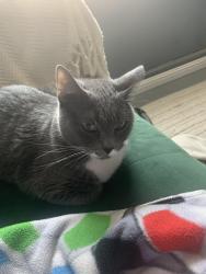 Lost Female Cat last seen Near north midsite ave, Covina, CA 91722