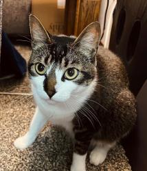 Lost Male Cat last seen SW Tamarack St., McMinnville, OR 97128