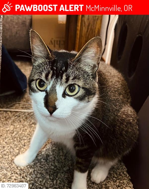 Lost Male Cat last seen SW Tamarack St., McMinnville, OR 97128