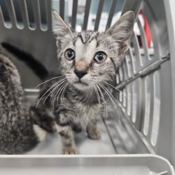 Shelter Stray Male Cat last seen , Greensboro, NC 27409