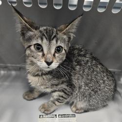 Shelter Stray Male Cat last seen , Greensboro, NC 27409