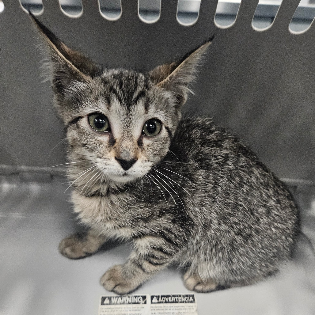 Shelter Stray Male Cat last seen , Greensboro, NC 27409