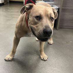 Shelter Stray Male Dog last seen , Palm Springs, CA 92264